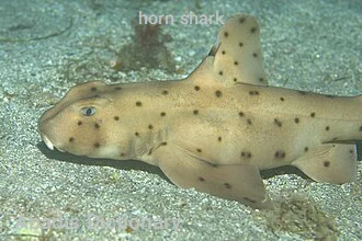 horn shark